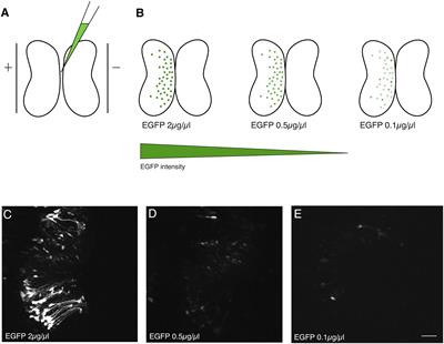 A Simple and Efficient Method for Visualizing Individual Cells in vivo by Cre-Mediated Single-Cell Labeling by Electroporation (CREMSCLE)